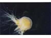 Photo of Fried Egg Jellyfish - Phacellophora camtschatica